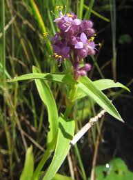 Image result for Floscopa glomerata