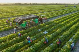 Cosa E Come Coltivare Agricoltura Biologica Ricette Biologiche Coltivare