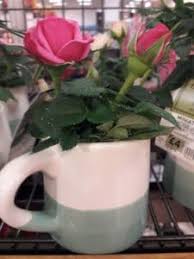 Remove all leaves as well. How To Revive A Dying Potted Rose Gardener Report