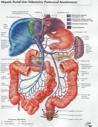 Pin By Clara Song On Journal Club Lines Human Anatomy And Physiology Human Anatomy Systems Human Body Anatomy