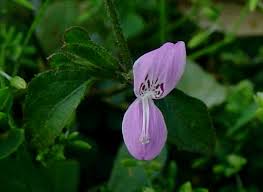 Image result for Hypoestes triflora