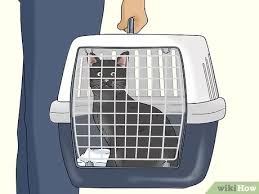 With that said, first and foremost, we want our dogs to be comfortable. 4 Ways To Travel Train Your Cat Wikihow