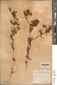 Image result for Virectaria