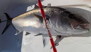 October 25, 2020 · sperlonga, italy ·. Ricciole Di Branco E Questo Il Momento Per Emozioni Senza Limite Globalfishing