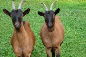 Über 80% neue produkte zum festpreis; Chamois Coloured Goat