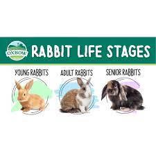 Oxbow Animal Health Rabbit Life Cycle Stages Feeding And Care Tips