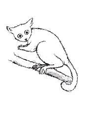 Free bible coloring pages will help children to understand bible stories and concepts. Bush Baby 300 Haleh Zahedi