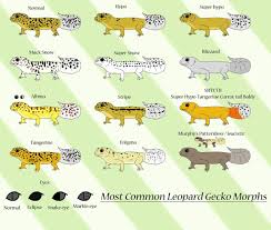 simple leopard gecko morph guide reptiles amino