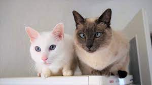 Maybe you would like to learn more about one of these? Siamese Cat Breed Information Behavior Needs Compatibility Care Health More Youtube