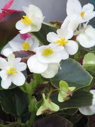 Image result for Begonia