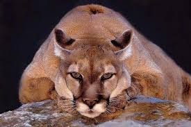 Pin By Wildlife Earth On On The Wild Side Lions Photos Animals Beautiful Mountain Lion