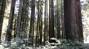 Redwoods Avenue Of The Giants Picture Of Black Sands