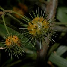 Image result for Lasiodiscus palustris