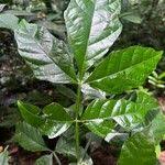 Image result for Paullinia pinnata