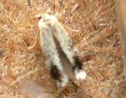 Image result for Stigmella floslactella