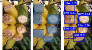 Common names of diseases, the american phytopathological society. Ai Powered Banana Diseases And Pest Detection Plant Methods Full Text