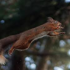 309 e main st, chattanooga, tn 37409, usa. Flying Squirrel Removal Get Rid Of Flying Squirrels