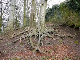Scientists Peek Into The Hidden World Of Tree Roots Kuow News And Information