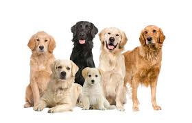 Our dogs are a part of our family and live in our home with us. Golden Retrievers Vs Labradors Which Dog Is The Best K9 Web