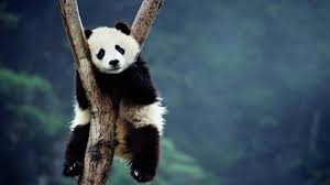 Cute Panda Pictures Wallpaper Hd 2020 Live Wallpaper Hd Panda Wallpapers Animal Wallpaper Panda Bear