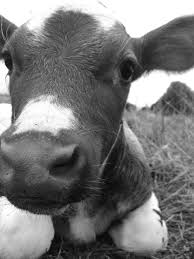 Apr 12, 2020 · neet aspirants motivational aiims wallpaper : Baby Cow Iphone Wallpapers Top Free Baby Cow Iphone Backgrounds Wallpaperaccess
