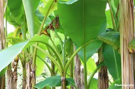 Check spelling or type a new query. Banana Tree Hardy Banana Musa Basjoo How To Grow From Seed And Care Plantopedia