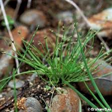 Image result for Isolepis setacea