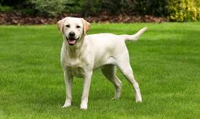 Besides being efficient as a working dog, it has also gained an immense reputation as a house pet because of its even temperament and fun loving nature. Why Is The Yellow Labrador Retriever So Iconic K9 Web