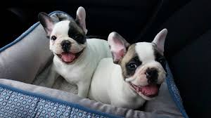 French bulldog fanciers of southern california. Popularity Of French Bulldogs Has Downside Say Breeders Cbc News