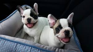 Read on to see the most expensive items ever to sell on ebay. Popularity Of French Bulldogs Has Downside Say Breeders Cbc News