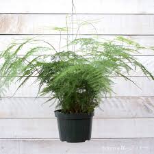 Image result for Asparagus pendulus