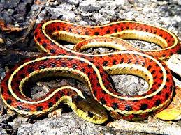 Coast Garter Snake Snake Reptiles And Amphibians Garter