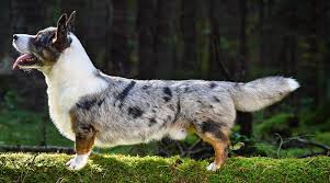 Black and white spotted cattle dog. Spotted Dog Breeds 21 Different Pups With Spotted Coats