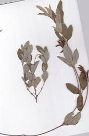 Image result for Eriosema psoraleoides