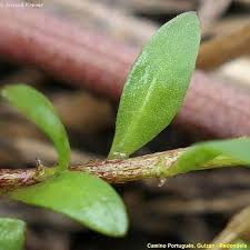 Image result for Corrigiola litoralis