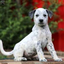 New and used items, cars, real estate, jobs, services, vacation rentals and more virtually anywhere in ontario. Dalmatian Mix Puppies For Sale Greenfield Puppies