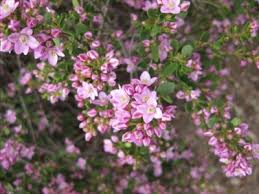 These plants are super hardy, have similar watering requirements, and balance. Boronia Shark Bay Australian Native Plants Plants 800 701 6517
