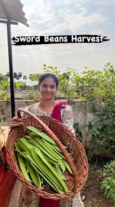 Image result for Canavalia gladiata