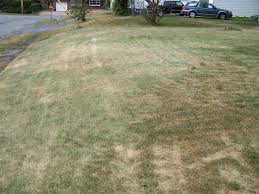 Lawnsite , how to clear land for a lawn maintenance jobs, lawn and , how to fix tire marks in a lawn (with pictures) ehow , new salary far gds 2017 com 2017 2018 best cars reviews , how to fix tire marks in a. Dead Tire Tracks On Lawn Could Be Ascochyta Green Thumb Lawn Service