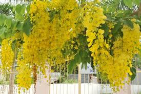 Loài này còn có một số tên khác như muồng hoàng hậu, hoa lồng đèn, bò cạp nước, bò cạp vàng, mai dây, cây xuân muộn, mai nở muộn. Quá»'c Hoa Cá»§a Thai Lan Hoa Hoang Yáº¿n