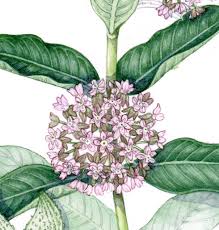 Also know, is asclepias syriaca invasive? Lizzie Harper On Twitter Here S One Of A Series Of Sketchbook Studies I Ve Been Working On For For Sweden This One Is Milkweed Asclepias Syriaca There Are 11 In The Series And