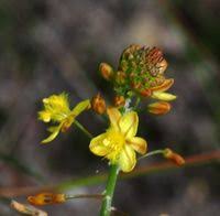Image result for Bulbine asphodeloides