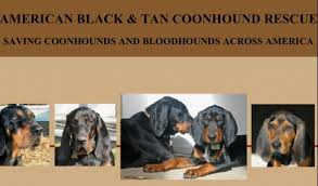 Black And Tan Coonhound Rescue Us American Black Tan Coonhound Rescue Http Www Coonhoundrescue Com Contacts Html Coonhound Treeing Walker Coonhound Bloodhound