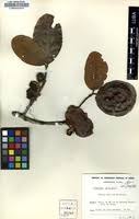 Image result for Diospyros kirkii