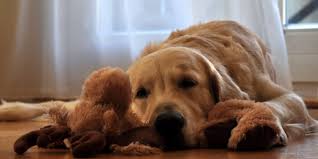Hillspet.com has been visited by 100k+ users in the past month Your Dog Has An Upset Stomach What To Do Dogexpress