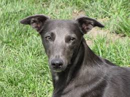 Deutscher langhaariger vorstehhund) ist ein sehr vielseitig einsetzbarer jagdgebrauchshund. Arun Chandak Silken Windsprite Silken Windhound Arun Chandak