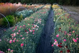 It's important that your carnation seeds get at least four hours of sunlight. Old Fashioned Carnations For Cutting Floret Flowers