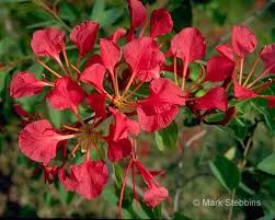 Image result for Bauhinia bowkeri