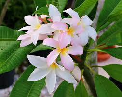 Rooted Pink Plumeria Plumeria Frangipani Pink Slaughter Plumeria Pink Flowers