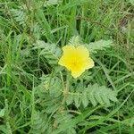 Image result for Tribulus zeyheri